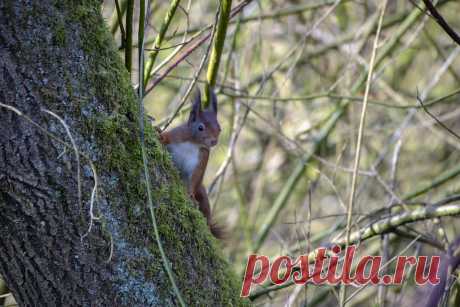 Red Squirrel Eekhoorn, rode eekhoorn of gewone eekhoorn (Sciurus vulgaris) Conservation status: Least concern Tongelreep, Dommelplantsoen, Eindhoven, The Netherlands