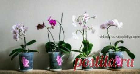 Выращивать орхидею дома. Уход за орхидеей в домашних условиях. | Шкатулка рукоделия
