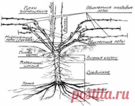 Школа начинающего сибирского виноградаря Л. И. Слепко - Сады Сибири