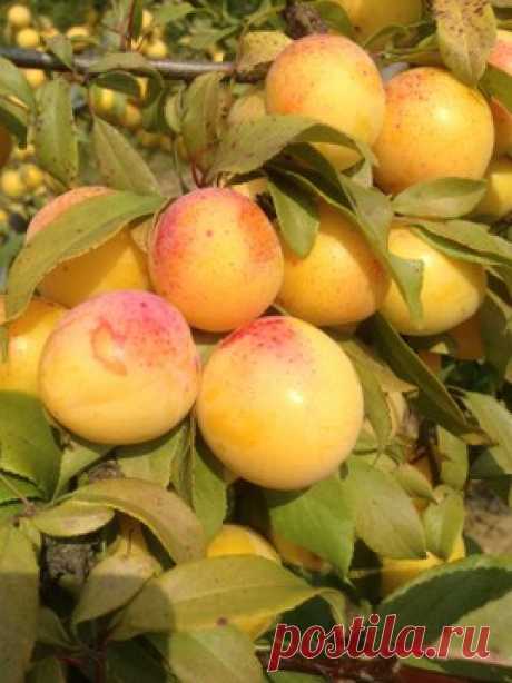 Скороплодная - Питомник плодово-ягодных культур ElitSad