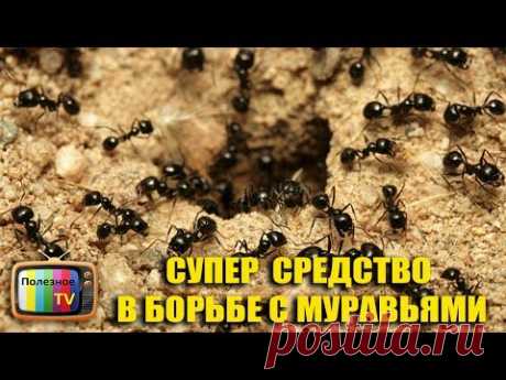 СУПЕР СРЕДСТВО В БОРЬБЕ С МУРАВЬЯМИ