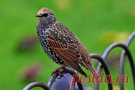 STARLING BIRD Explore GA High Quality Photography's photos on Flickr. GA High Quality Photography has uploaded 10207 photos to Flickr.