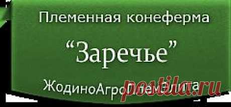 Белорусская упряжная : Продажа лошадей