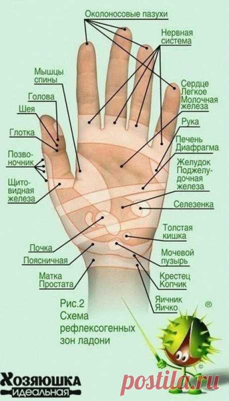 точки здоровья на руках
