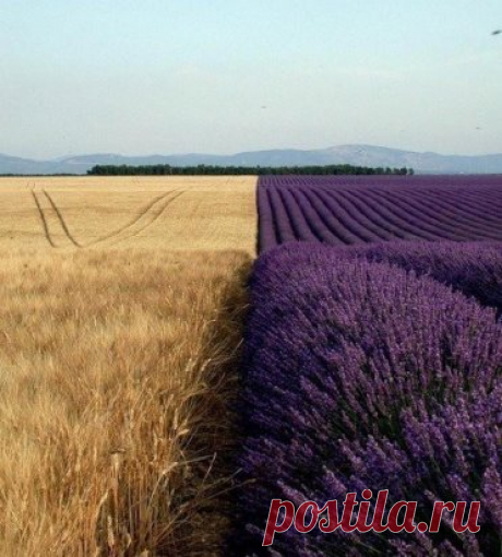 Пшенично-лавандовое поле. 
Невероятная красота!