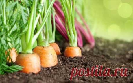 4 фактора скорости всхода моркови