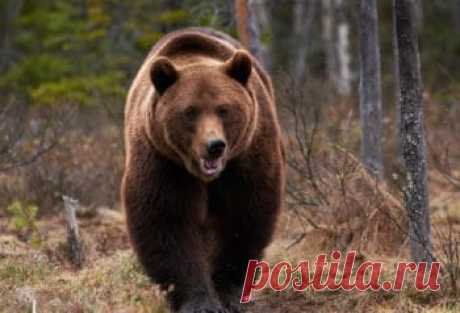 Самые большие виды медведей - Научно-популярный журнал «Как и почему»