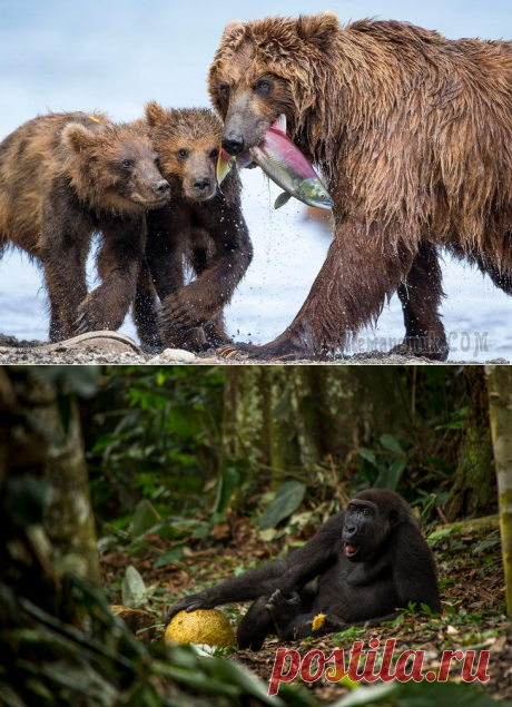 Лучшие фотографии дикой природы с конкурса Wildlife Photographer of the Year 2017