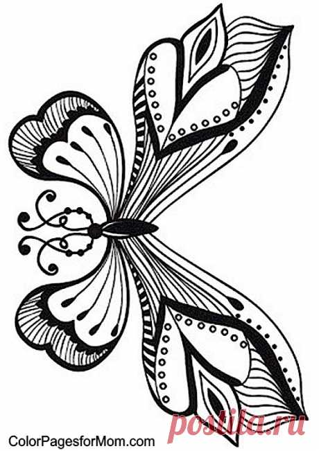 Раскраска бабочка Страница 55