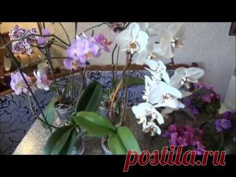 Комнатные цветы, уход за орхидеями/Window plants, care of orchids