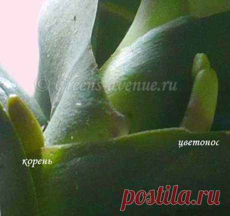 Фаленопсис (Phalaenopsis). Корень или цветонос? | Растения в доме