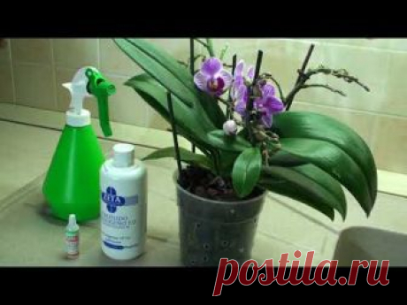 Я считаю, что очень полезно поливать орхидеи чесночной водой. Это стимулирует их развитие и рост. Так же я ответила на заданные мне вопросы. Видео, в котором...