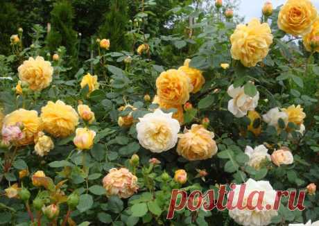Лучшие мои розы Дэвида Остина (розы Саши) | Самоцветик