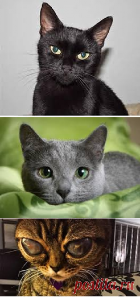 CATS - Google Search