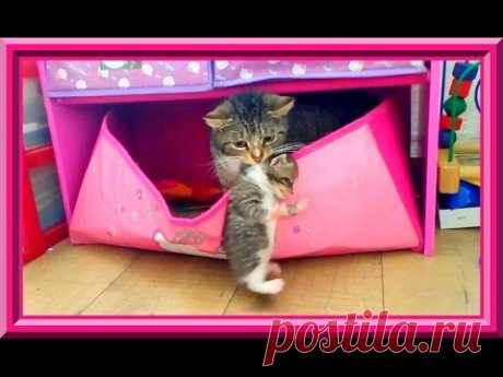 🐱Новый домик для котят. Кошка перетаскивает котят в ящик для игрушек:)
