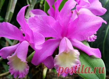 Орхидея Каттлея - уход в домашних условиях, размножение, болезни