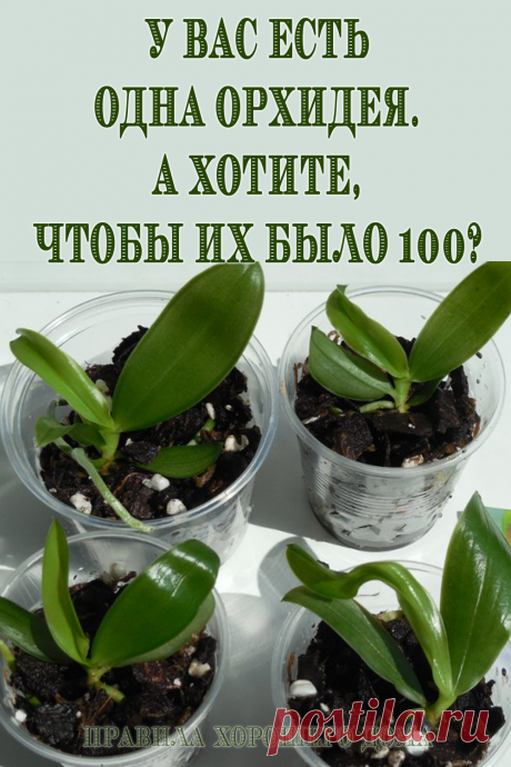 Размножаем орхидеи с 1 до 100 штук - Советы на каждый день