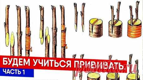 Как прививать растения? Зачем прививать растения? Когда делать прививки? Что такое подвой? что такое привой? Каким инструментом прививать? Способы прививки. Рассказывает Сергей Валов - руководитель питомника Саженцы из Першино

https://www.youtube.com/watch?v=LzE6iVAtl8g