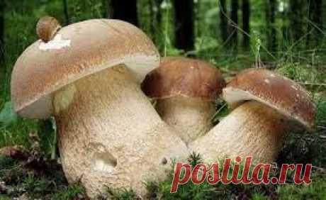 Любите белые грибы? Культивирование и посев на своем участке.