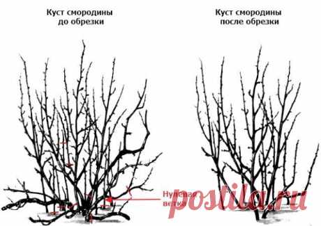 Правильная обрезка смородины | Смородина, крыжовник (Огород.ru)