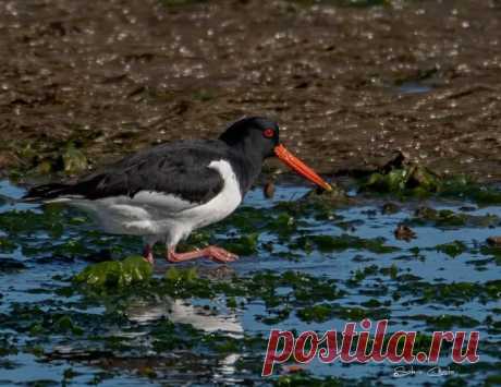 Ostraceiro (Haematopus ostralegus)