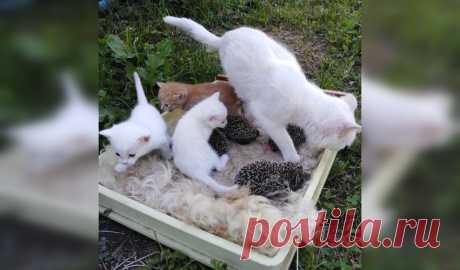 В Башкирии кошка спасла ежат от голодной смерти и растила вместе с котятами - mkset - медиаплатформа МирТесен