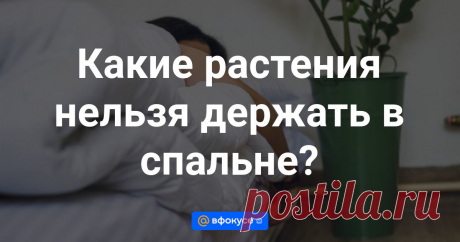 Какие растения нельзя держать в спальне? Флористы предупреждают, что не все цветы полезны.