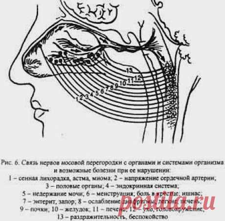 Майя Гогулан 6 правил здоровья, упражнения ниши