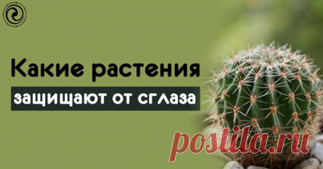 Какие растения защищают от сглаза