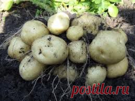 Выращивание картофеля на малых площадях
