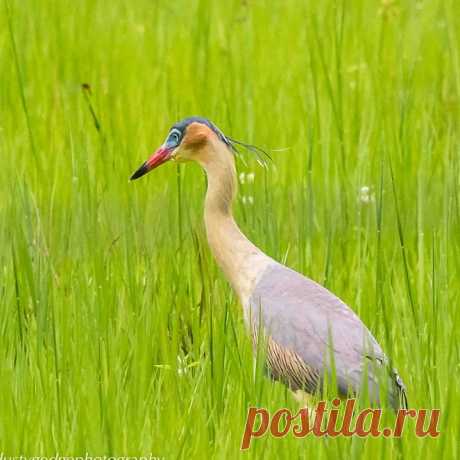 Capped Heron in the Pantanal