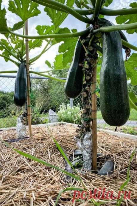 Как выращивать кабачки вертикально, чтобы сэкономить место и получить неограниченный урожай