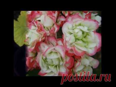 Apple Blossom Rosebud пеларгония