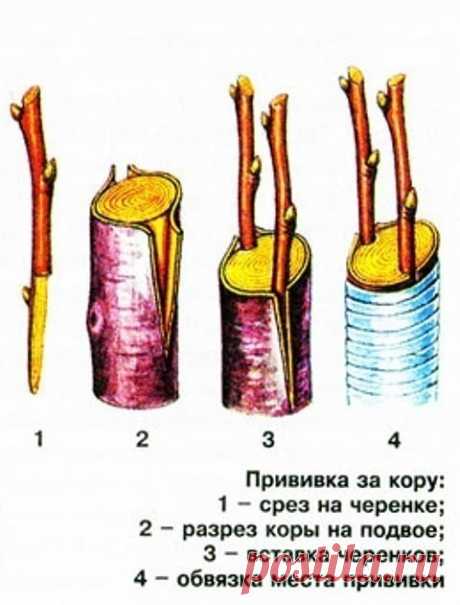 Одноклассники