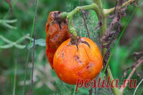 Народные методы борьбы с фитофторозом помидоров | Огород без хлопот