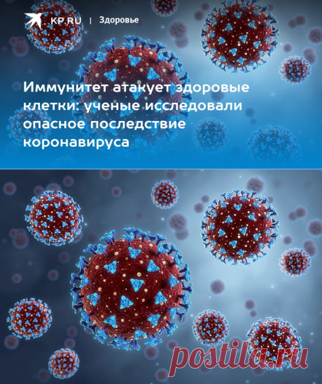 1-3-23-Иммунитет атакует здоровые клетки: ученые исследовали опасное последствие коронавируса - KP.RU