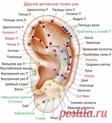 Ушная раковина человека имеет много биологически активных точек, при воздействии на которые возможно регулировать внутренние органы и деятельность центральной нервной системы. Сейчас для этого применяются точечный массаж, иголки, диагностические палочки, прижигание, накладываются с помощью лейкопластыря семена растений, металлические шарики, бисер, магниты и другое.