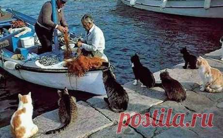 Cats waiting for fisherman | Funny cats