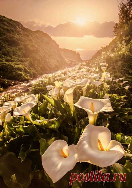 Gathering Golden Moments Springtime in the wild Calla Lilly Grove along the California coast of Garrapata State Park.  During a stop by this gorgeous Calla Lily grove along the California coast in Big Sur. I was beyond excited to have the whole place to myself right after a heavy Spring rain. I sat there on a log listening to the happy, bubbling brook running through the gove and into the ocean. A cool salty breeze and warm light filtering through the foliage totally inspi...