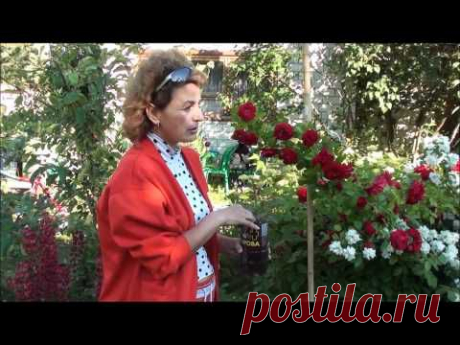 Размножение плетистой розы. Сайт sadovymir.ru - YouTube