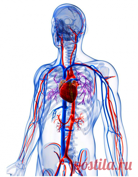 Несколько признаков, говорящие о том, что у вас закупорены сосуды, и пора принять меры | Безумный Доктор | Яндекс Дзен