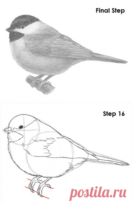 How to Draw a Chickadee