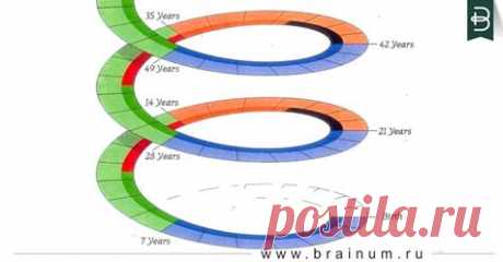 Семилетние циклы жизни человека.