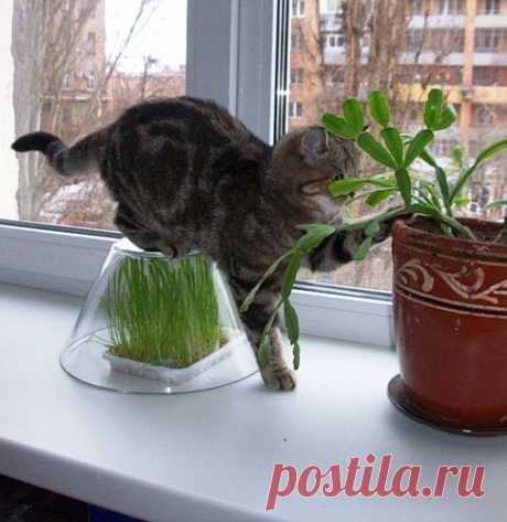 Как вырастить дома траву для кошки