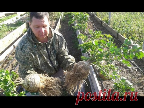 Корневой сельдерей – выращивание в урожайных грядках