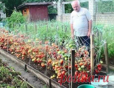 ДЕДОВСКИЙ РЕЦЕПТ ДЛЯ ТОМАТОВ