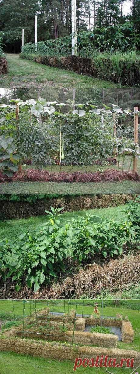 Сад на соломенных тюках или выращивание на соломенных тюках..