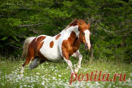 American Paint Horses - Equine Photography Katarzyna Okrzesik