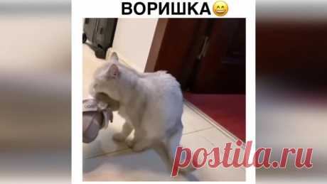 😸🐾🐻 ПРИК😉ЛЬНЫЕ  ЖИВОТНЫЕ 🔸 104