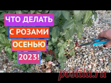 РОЗЫ ОСЕНЬЮ! ЧТО ВАЖНО СДЕЛАТЬ! СЕЗОН 2023!